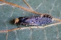 Monopis laevigella