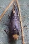Monopis laevigella