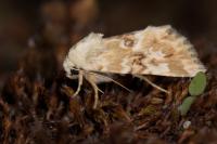 Eremobia ochroleuca