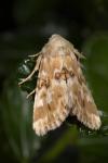 Eremobia ochroleuca
