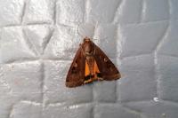 Noctua pronuba