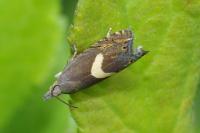 Dichrorampha