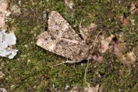 Polymixis lichenea