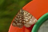 Chiasmia clathrata