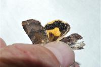 Noctua janthe