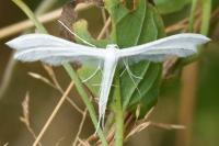 Pterophorus pentadactylus
