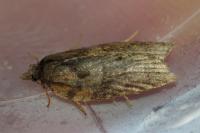 Acleris hippophaeana