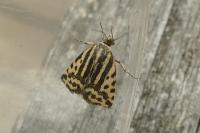 Emmelia trabealis