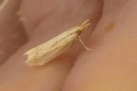 Ematheudes punctella