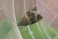 Celypha lacunana