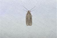 Agonopterix yeatiana