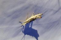 Ypsolopha scabrella