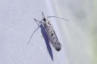 Yponomeuta plumbella