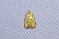 Acleris forsskaleana
