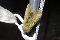 Apamea lithoxylaea