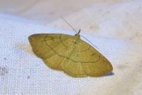 Paracolax tristalis