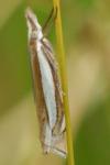 Crambus pascuella