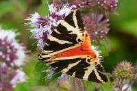 Euplagia quadripunctaria