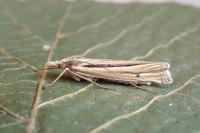 Ancylolomia tentaculella