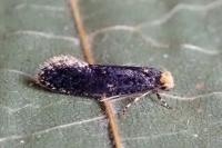 Monopis laevigella