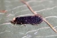 Monopis laevigella