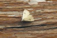 Rivula sericealis