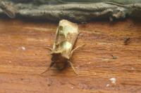 Diachrysia chrysitis/stenochrysis