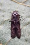 Blastobasis phycidella