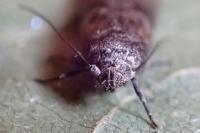 Blastobasis phycidella