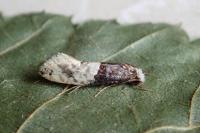 Trichophaga tapetzella