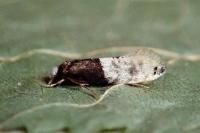 Trichophaga tapetzella