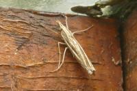 Ancylolomia tentaculella