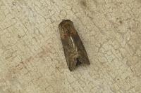 Abrostola triplasia
