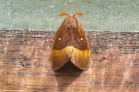 Lasiocampa quercus