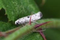 Yponomeuta plumbella