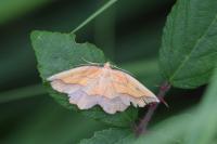 Epione repandaria