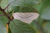 Scopula nigropunctata