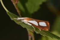 Catoptria pinella