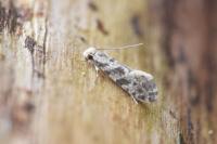 Nemapogon granellus