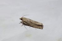 Eucosma rubescana