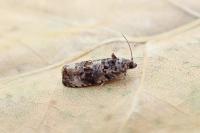 Endothenia gentianaeana