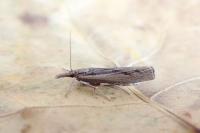 Pediasia aridella