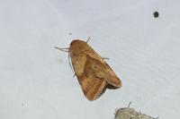 Heliothis maritima