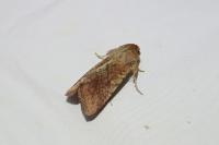 Helicoverpa armigera