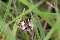 Tyta luctuosa