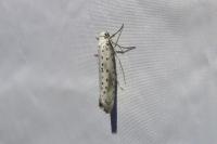Yponomeuta irrorella