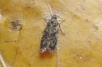 Gelechia muscosella