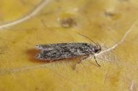 Gelechia muscosella
