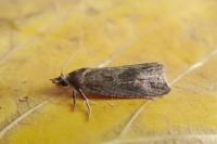 Endothenia quadrimaculana