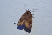 Cosmia pyralina